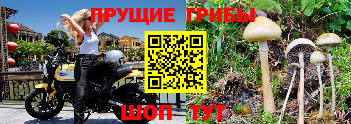 Галлюциногенные грибы прущие грибы  Чайковский 